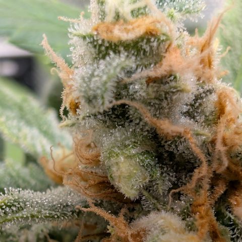 Himalaya Gold growlog timeline photo