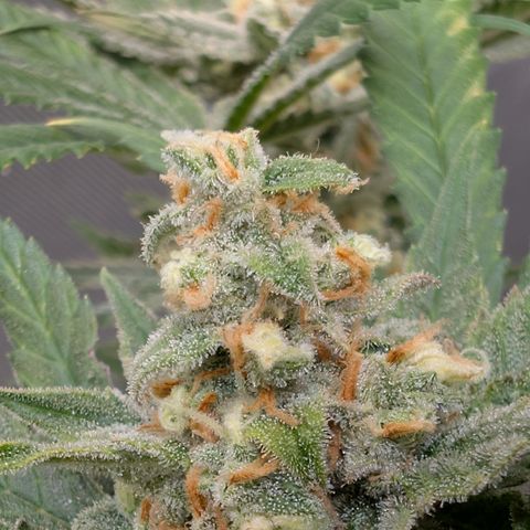 Himalaya Gold growlog timeline photo