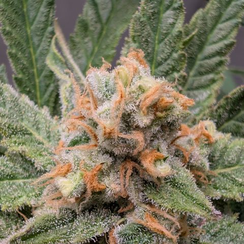 Himalaya Gold growlog timeline photo