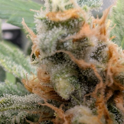 Himalaya Gold growlog timeline photo