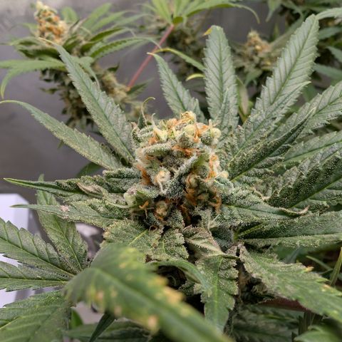 Himalaya Gold growlog timeline photo