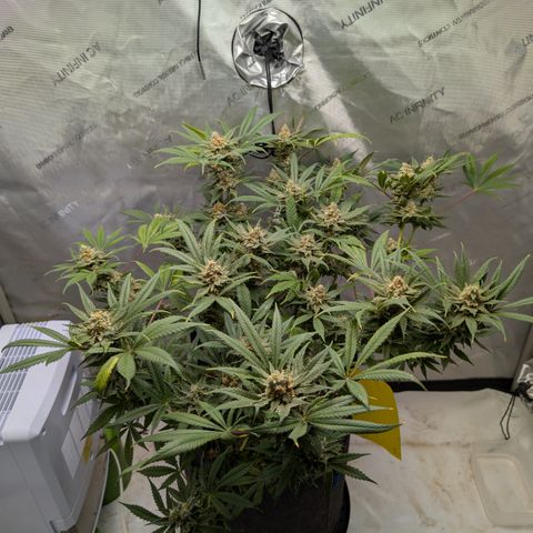 Himalaya Gold growlog timeline photo