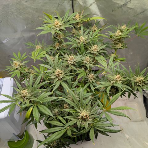 Himalaya Gold growlog timeline photo