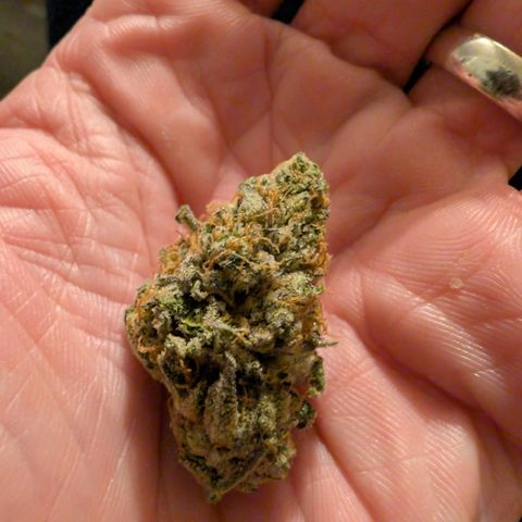 Holy Snow growlog timeline photo
