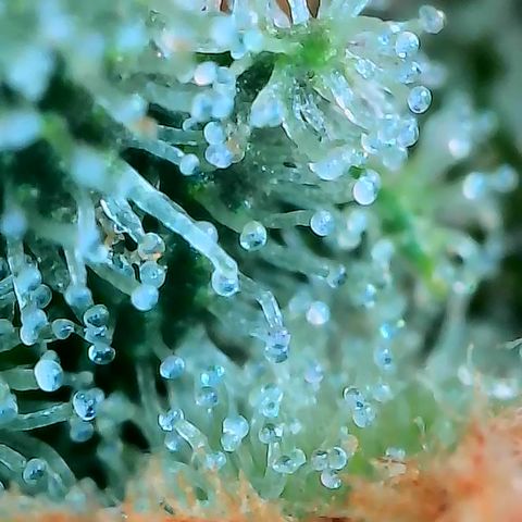 Himalaya Gold growlog timeline photo