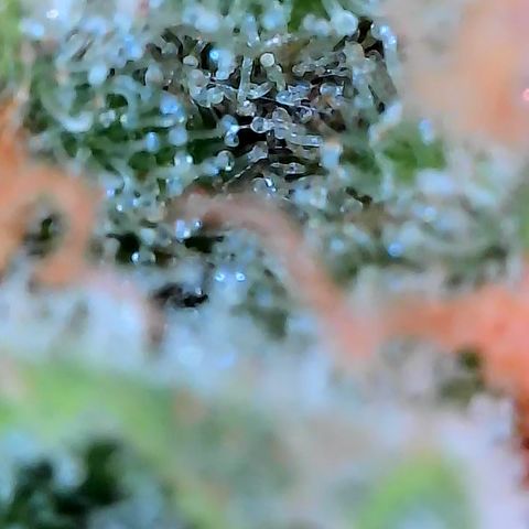 Himalaya Gold growlog timeline photo