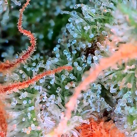 Himalaya Gold growlog timeline photo