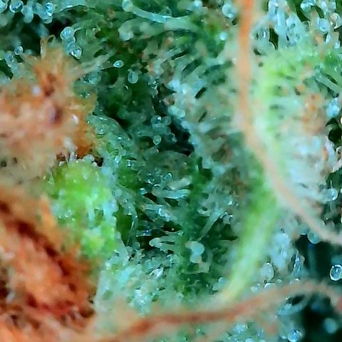 Himalaya Gold growlog timeline photo