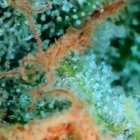 Himalaya Gold growlog timeline photo