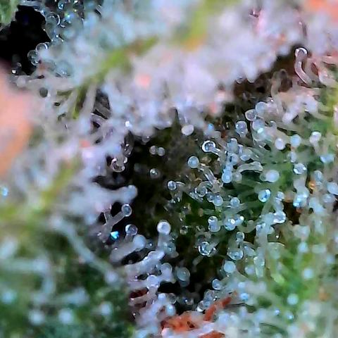 Himalaya Gold growlog timeline photo