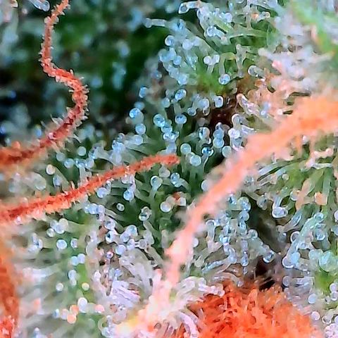 Himalaya Gold growlog timeline photo