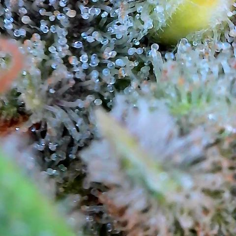 Himalaya Gold growlog timeline photo