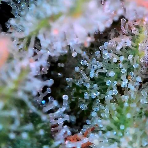 Himalaya Gold growlog timeline photo