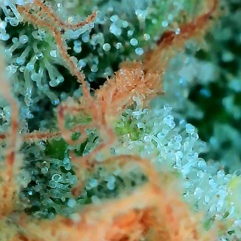 Himalaya Gold growlog timeline photo
