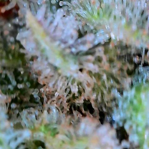 Himalaya Gold growlog timeline photo