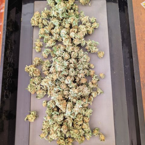 Holy Snow growlog timeline photo