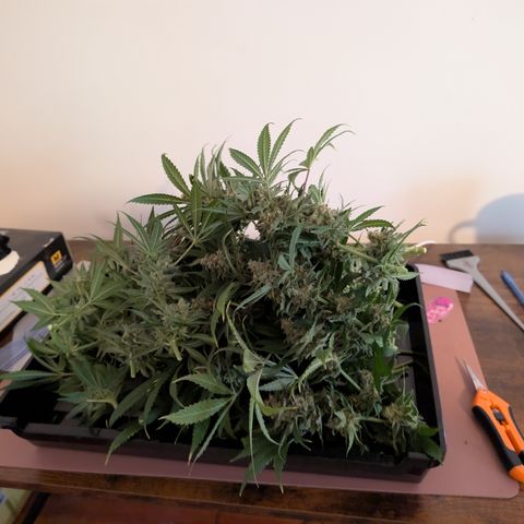Himalaya Gold growlog timeline photo