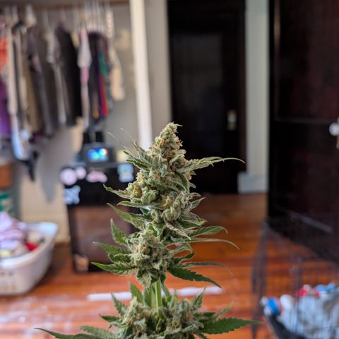 Himalaya Gold growlog timeline photo