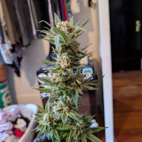 Himalaya Gold growlog timeline photo