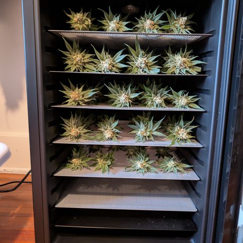 Himalaya Gold growlog timeline photo
