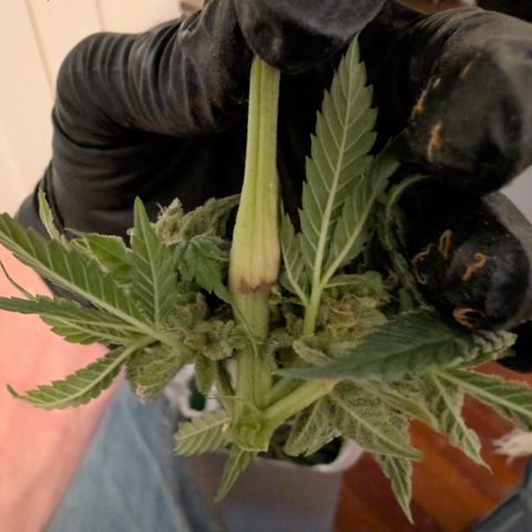 Himalaya Gold growlog timeline photo
