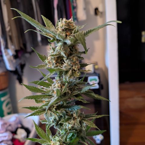 Himalaya Gold growlog timeline photo