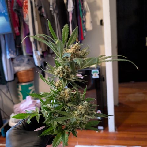 Himalaya Gold growlog timeline photo