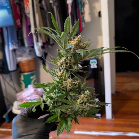 Himalaya Gold growlog timeline photo