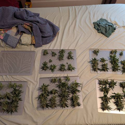 Himalaya Gold growlog timeline photo