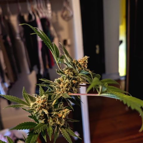Himalaya Gold growlog timeline photo