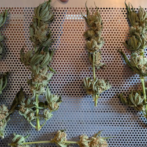 Himalaya Gold growlog timeline photo