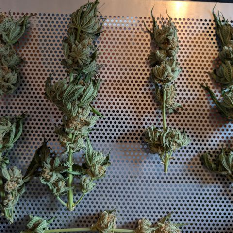 Himalaya Gold growlog timeline photo