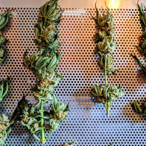 Himalaya Gold growlog timeline photo