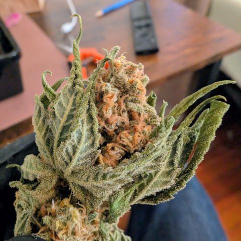 Himalaya Gold growlog timeline photo