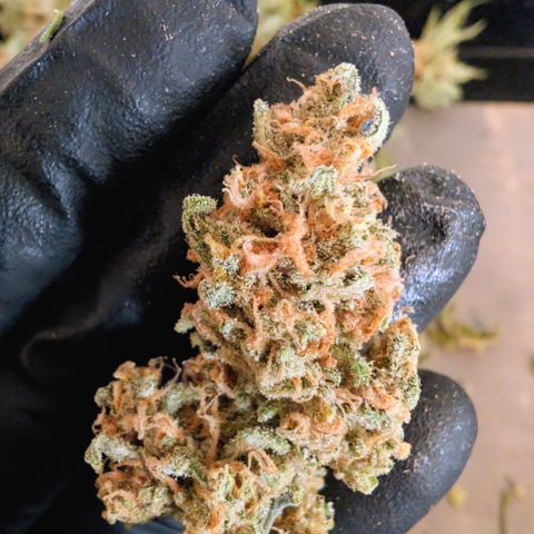 Himalaya Gold growlog timeline photo