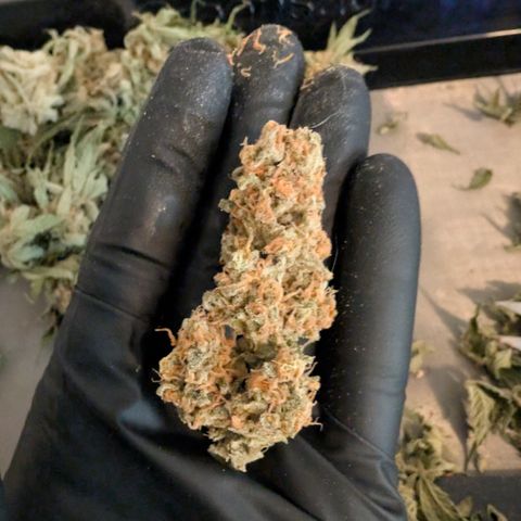 Himalaya Gold growlog timeline photo