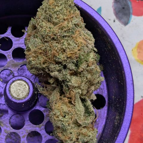 Holy Snow growlog timeline photo