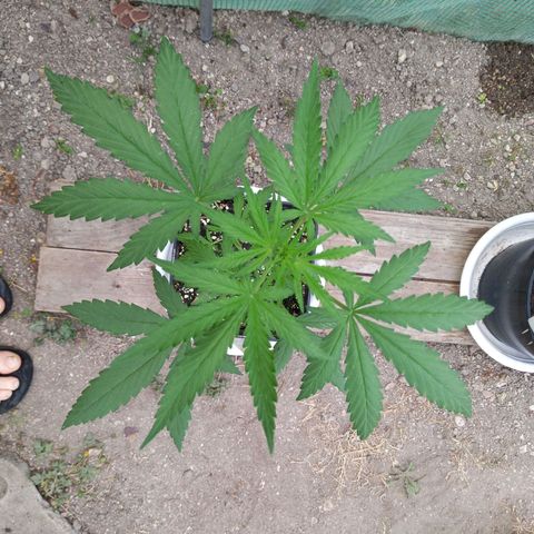 SS1 growlog timeline photo