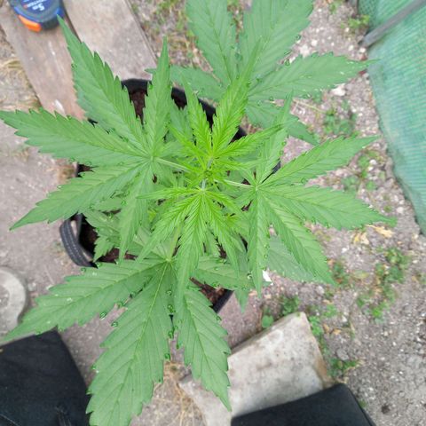 NL5 growlog timeline photo