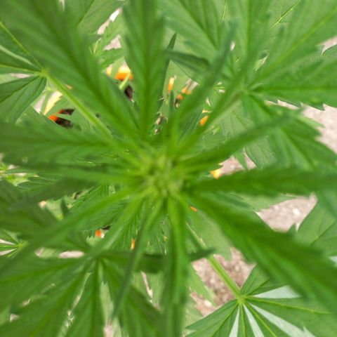 NL2 growlog photo: floraison 