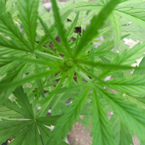 NL5 growlog photo: floraison 