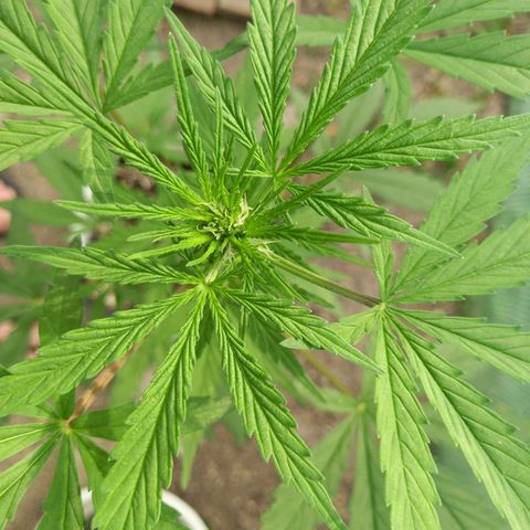 SS1 growlog photo: floraison
