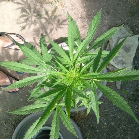 SS1 growlog timeline photo