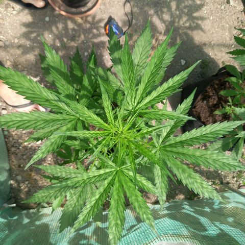 NL5 growlog timeline photo