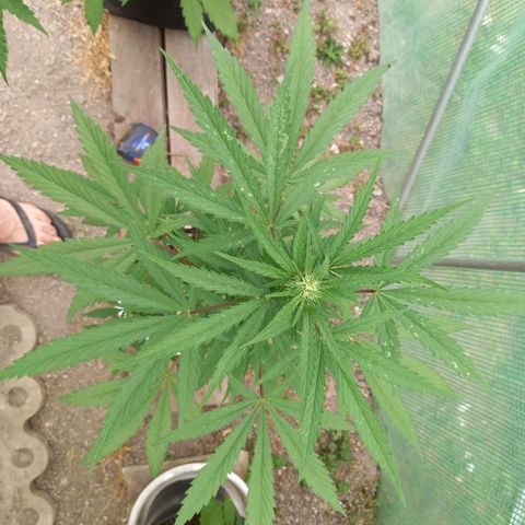 SS1 growlog timeline photo