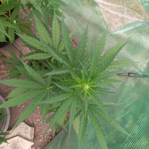 NL5 growlog timeline photo