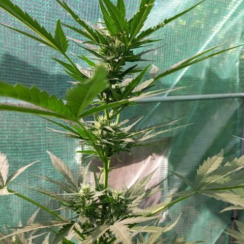 NL5 growlog timeline photo