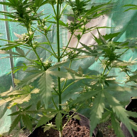 NL5 growlog timeline photo