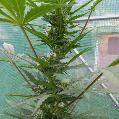 SS1 growlog timeline photo