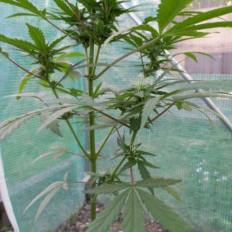 SS1 growlog timeline photo